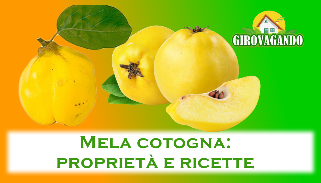 Mela cotogna: proprietà e ricette