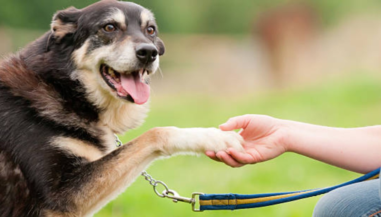 Nel Bresciano ladri svaligiano una casa e uccidono a calci il cane anziano: la padrona sconvolta