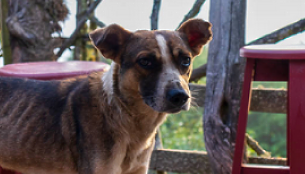 Nel Torinese, denunciati 2 allevatori e un veterinario per maltrattamento di cani: sequestrati 51 animali, tra cui 20 cuccioli