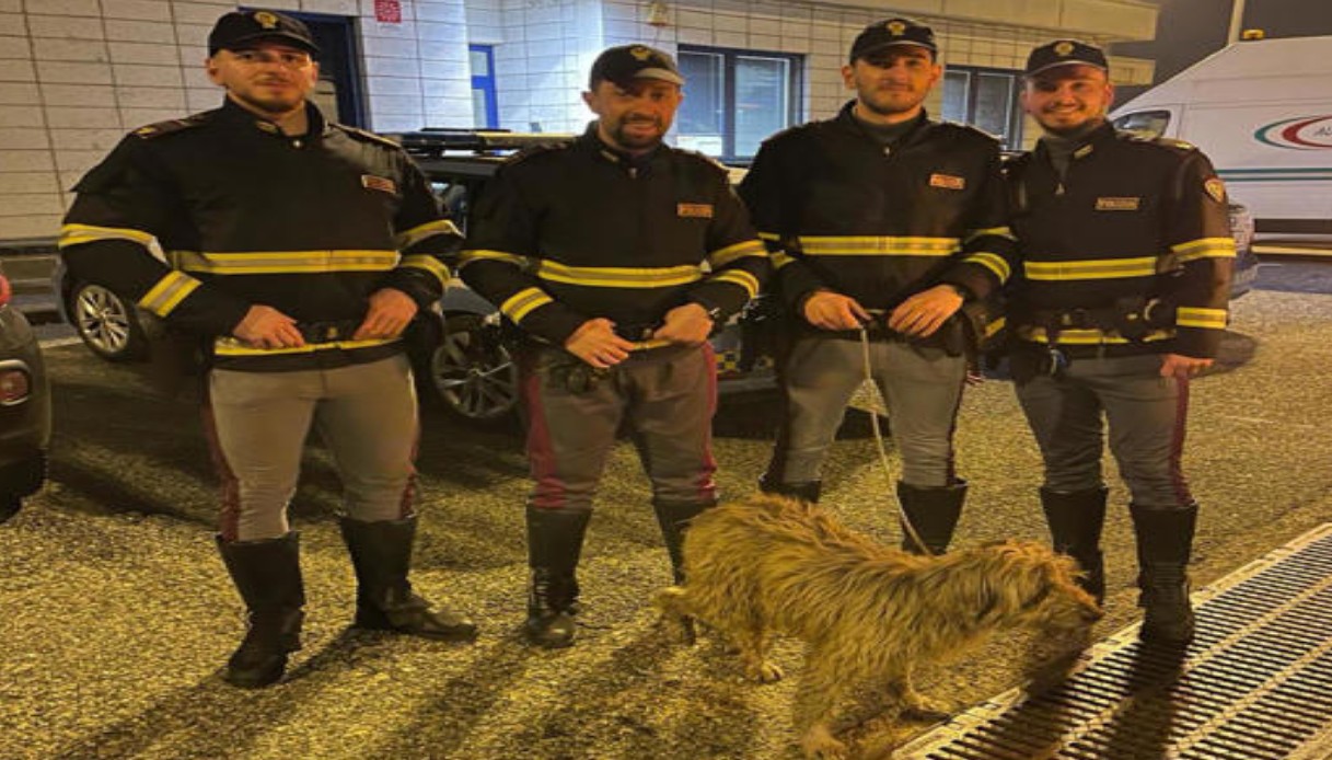 Novara.Polizia salva un cane sull'A4 nel Novarese, multato proprietario