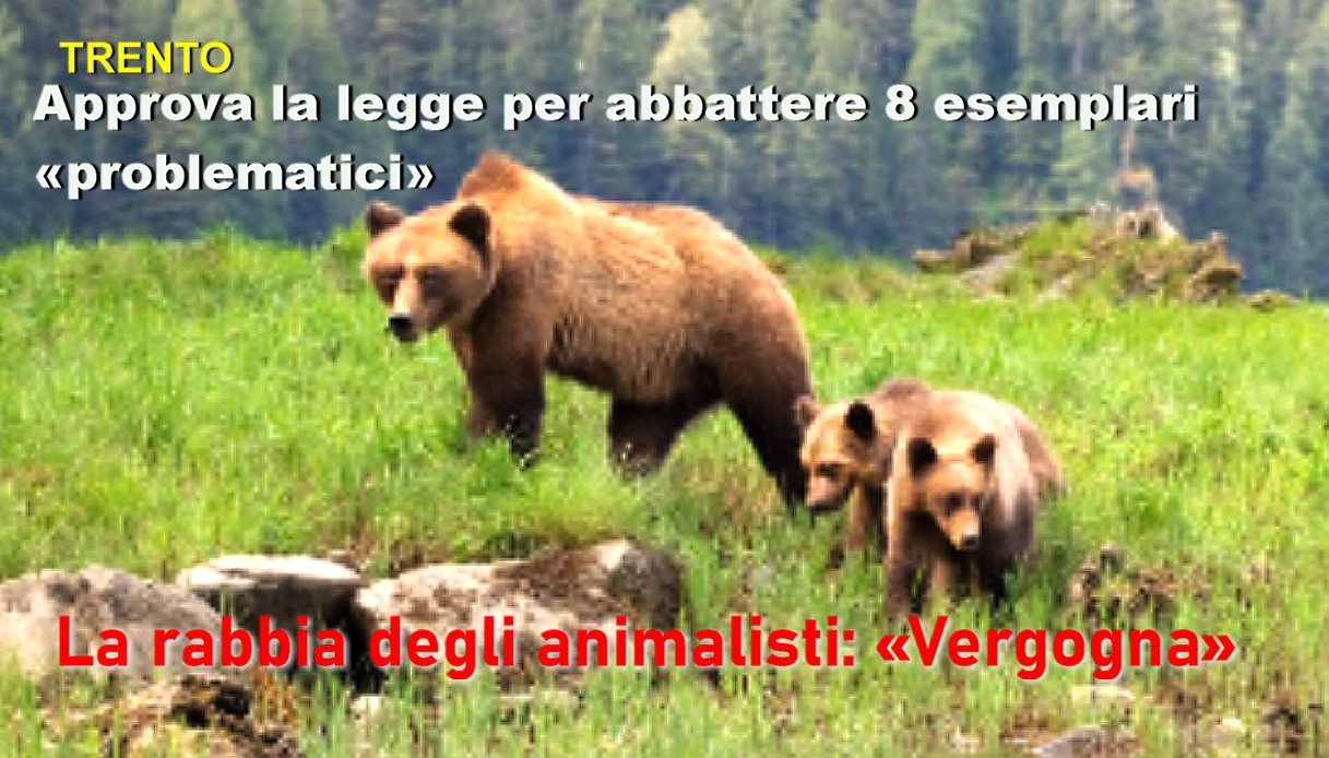 Orsi, Trento approva la legge per abbattere 8 esemplari «problematici» all'anno. La rabbia degli animalisti: «Vergogna»