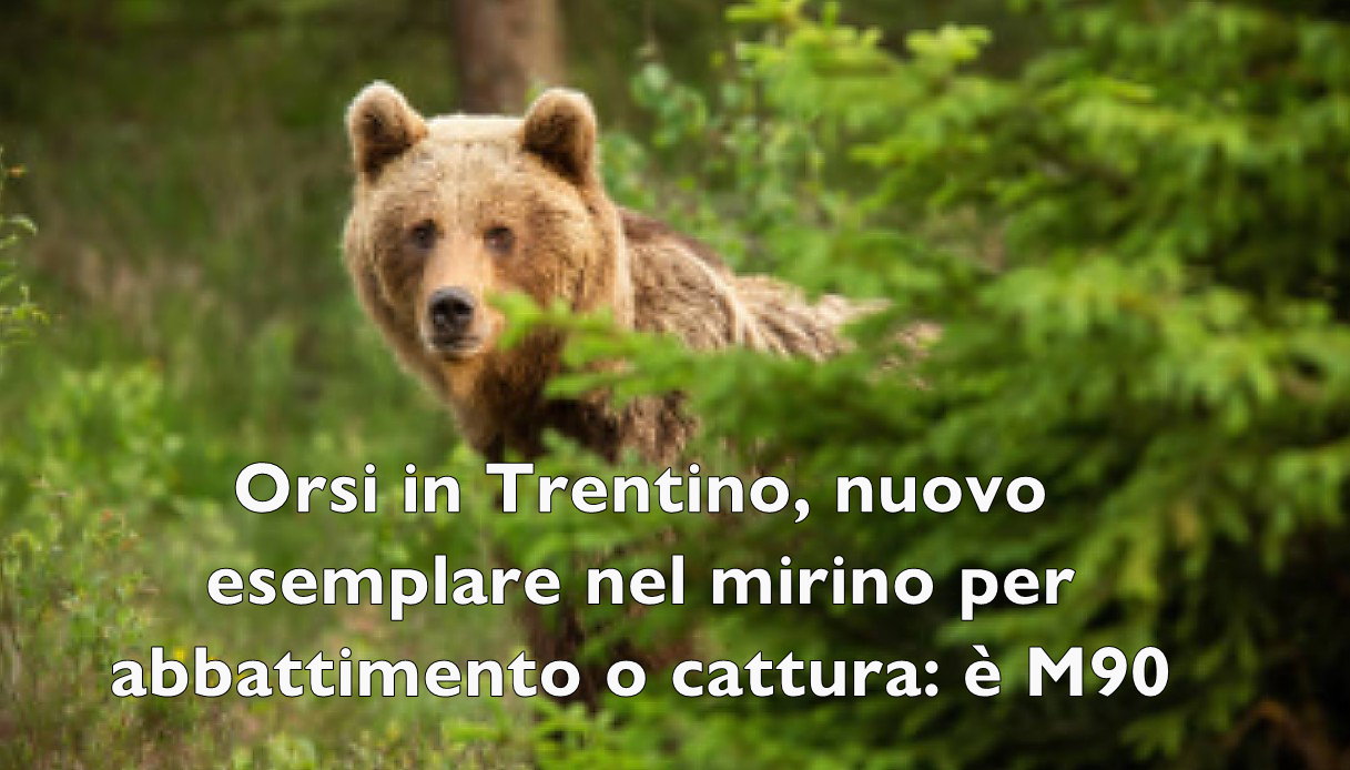 TRENTO - L’Organizzazione internazionale protezione animali (Oipa) si appella alla politica nazionale affinché sia tutelata la vita e la libertà dell’orso M90