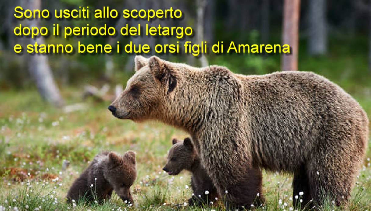 I cuccioli di Mamma Amarena ce l'hanno fatta, inverno superato