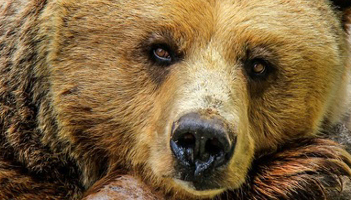 L’orso Baloo «costretto a bere alcolici per divertire i turisti»: maltrattato, è isolato su una montagna