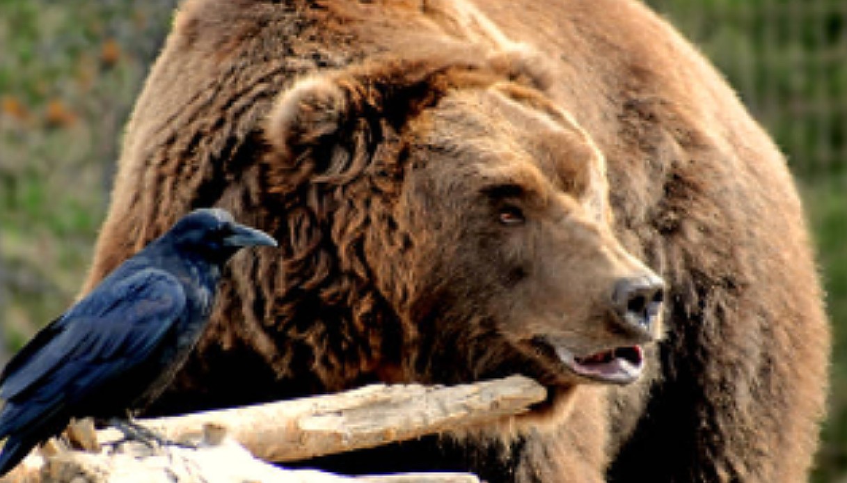 Orso salva corvo dall’annegamento allo zoo in Ungheria