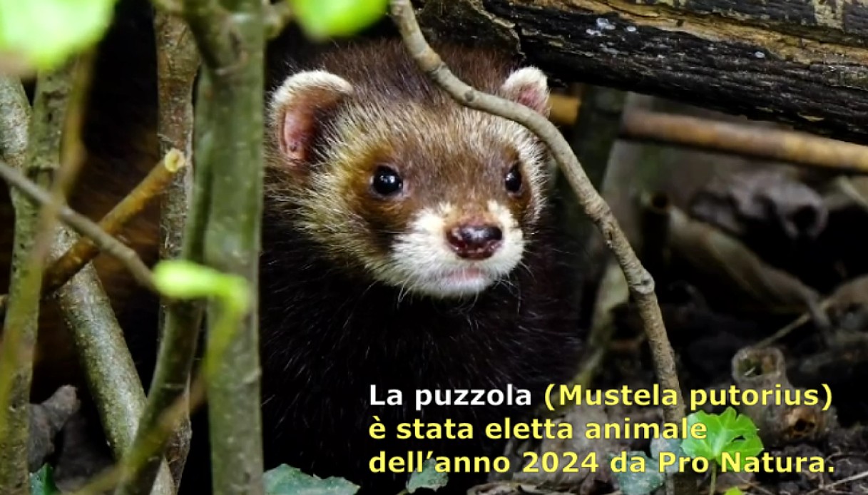 La puzzola (Mustela putorius) è stata eletta animale dell’anno 2024 da Pro Natura.