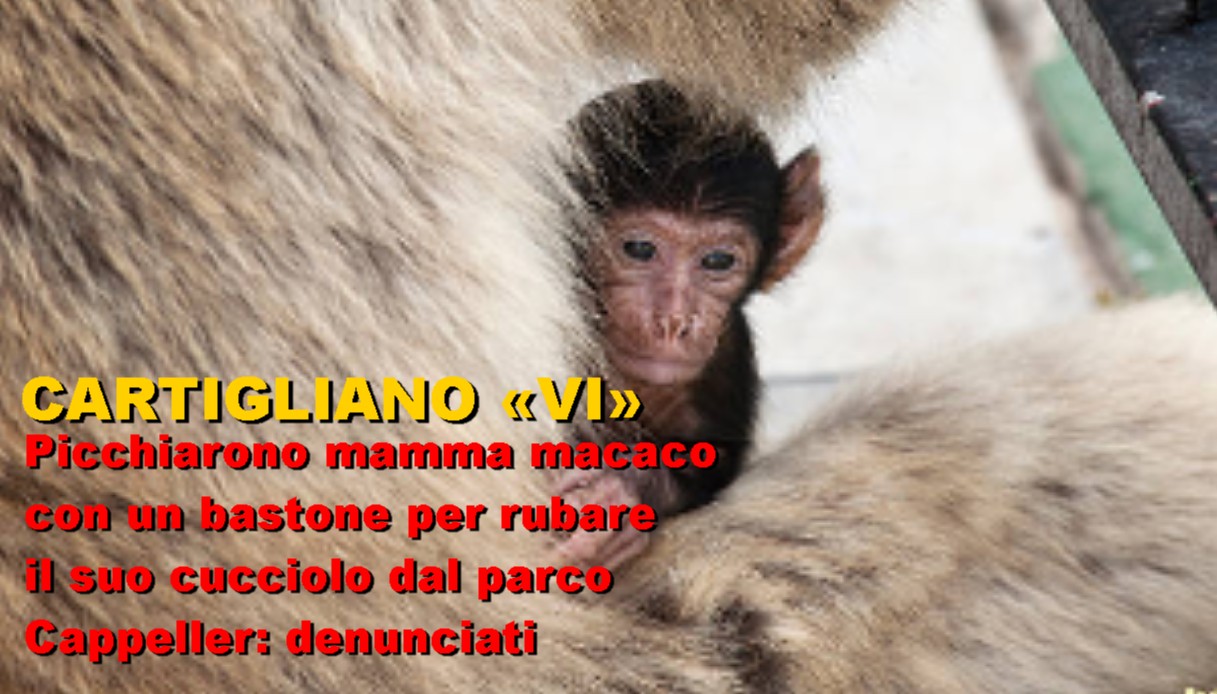  Cartigliano «Vi» Picchiarono mamma macaco con un bastone per rubare il suo cucciolo dal parco Cappeller: denunciati