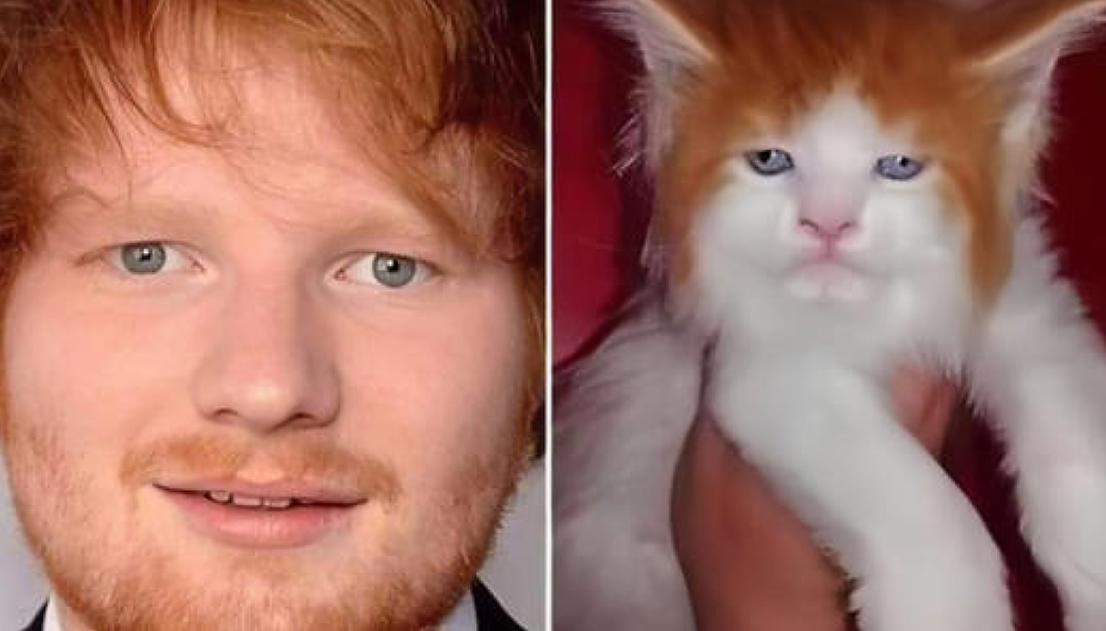 Ed Sheeran e il suo sosia Gatto