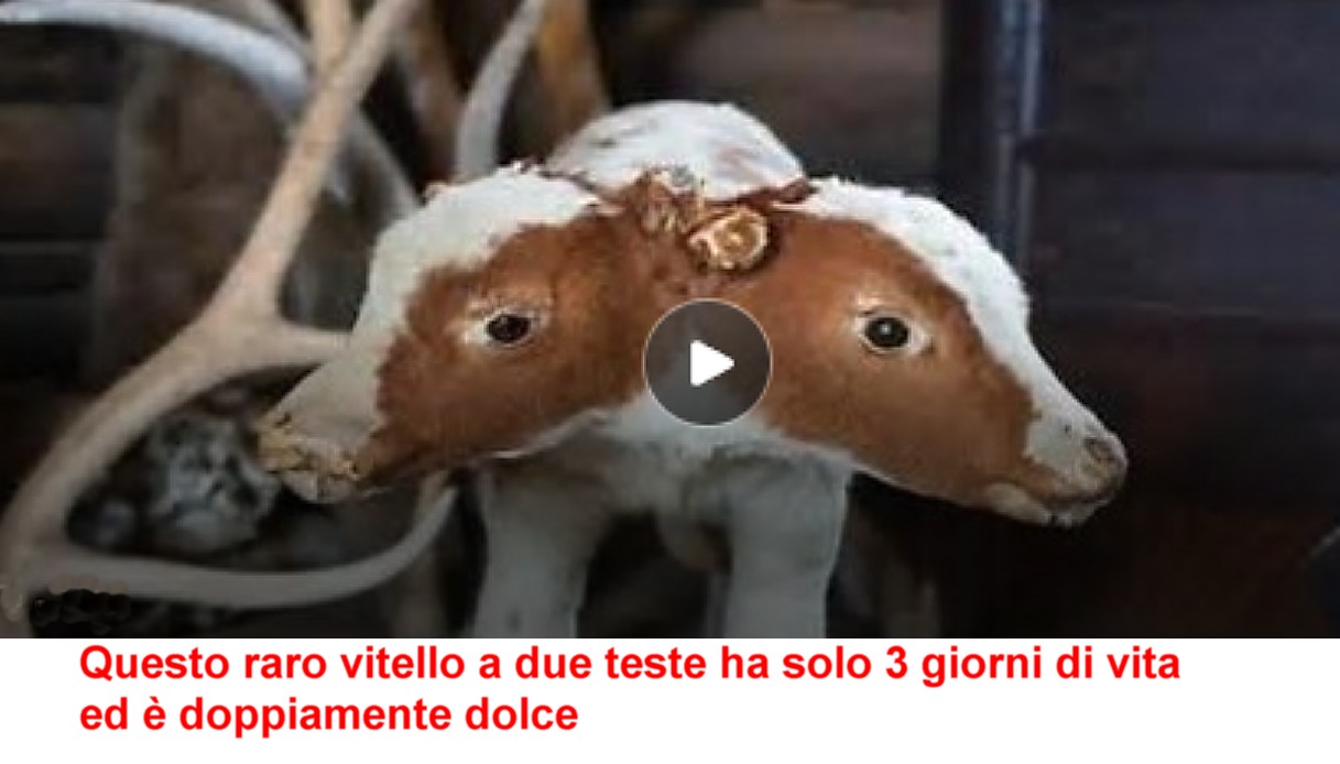 Questo raro vitello a due teste ha solo 3 giorni di vita ed è doppiamente dolce 