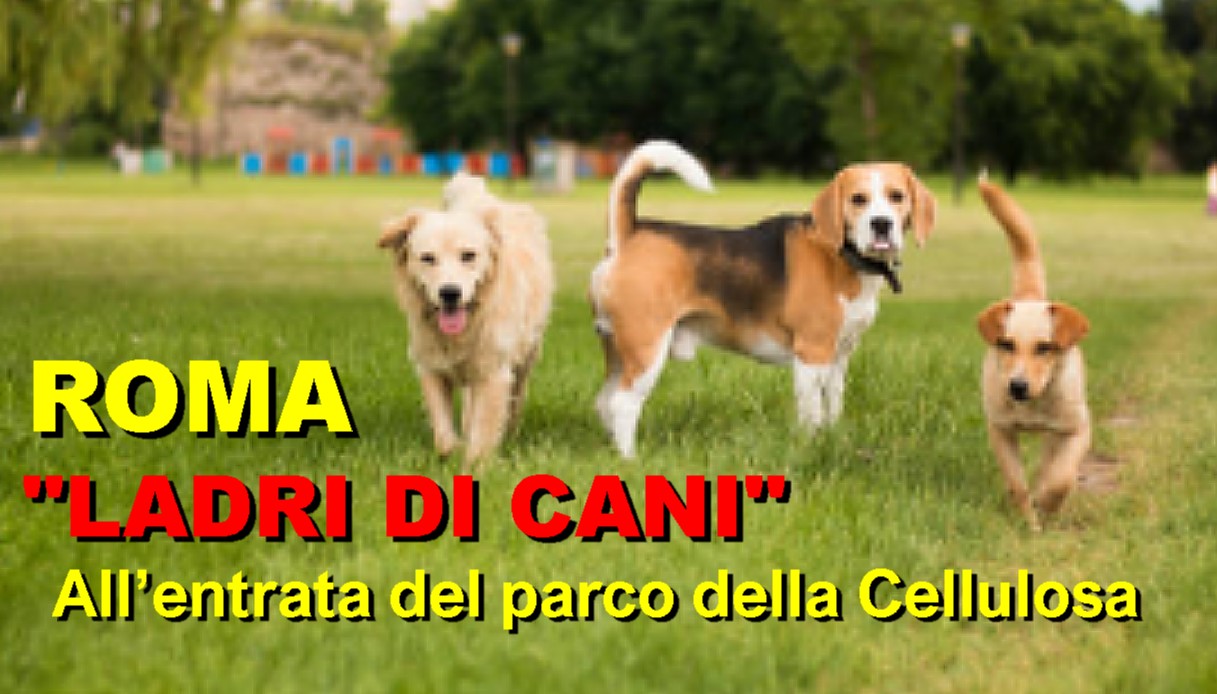 Roma: Ladri di cani tentano di rapire un dogo dalle mani della padrona: «Non è il primo caso. Hanno un furgoncino malandato senza targa»