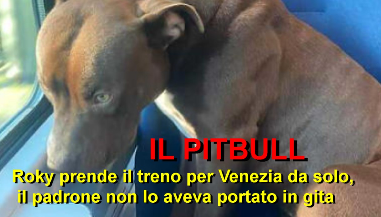  Il Pitbull Roky prende il treno per Venezia da solo, il padrone non lo aveva portato in gita: la foto lo immortala sul sedile