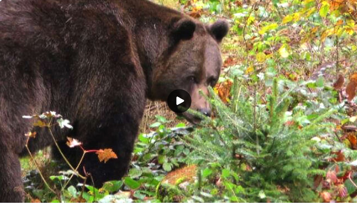 Orso M90.Trentino,Ispra: via libera ad abbattimento 