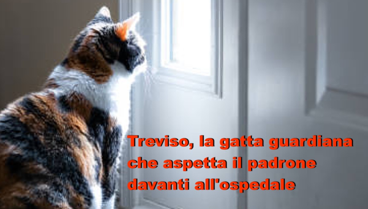 Treviso, la gatta guardiana che aspetta il padrone davanti all'ospedale