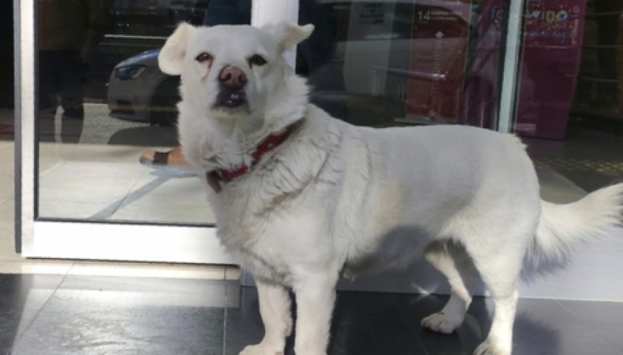 Turchia, ricoverano il padrone: il cane lo aspetta fuori dall'ospedale per giorni