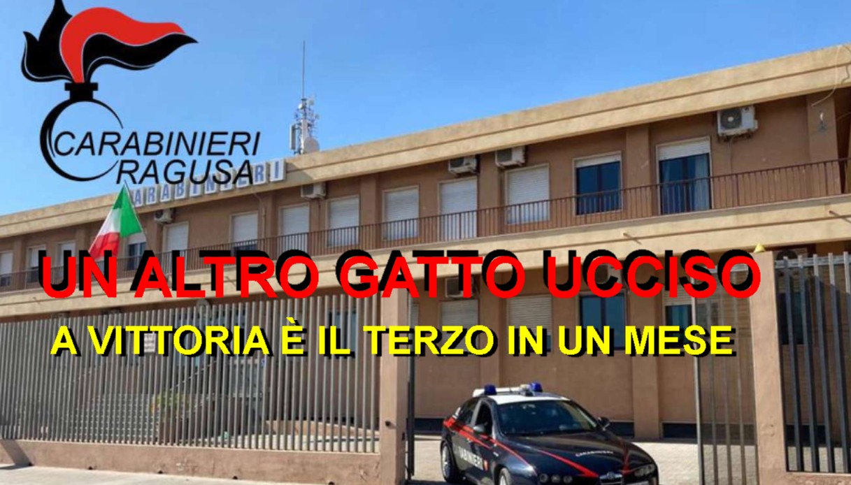 Vittoria: Un altro gatto ucciso è il terzo in un mese