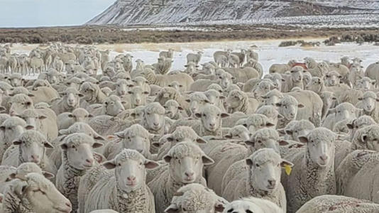 Un cane si è intrufolato nel gregge: solo 1 persona su 10 lo vede in meno di 2 secondi!