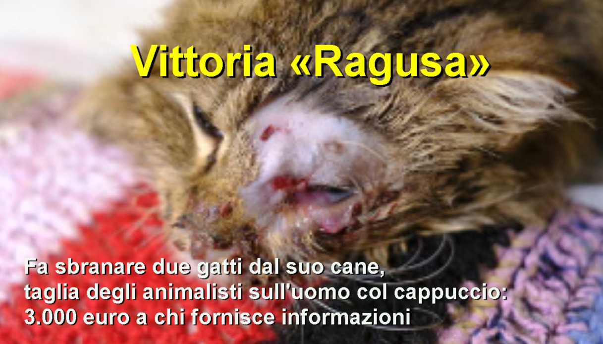 Vittoria «Ragusa» Fa sbranare due gatti dal suo cane, taglia degli animalisti sull'uomo col cappuccio: 3.000 euro a chi fornisce informazioni