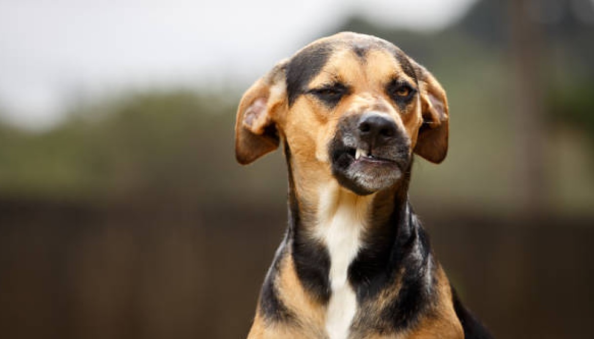 Cagnolina bastonata e poi abbandonata perché «assomigliava ad un pitbull»: l'animale cercava solo una carezza