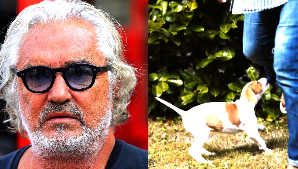 Briatore, cane morde la manager del suo resort in Kenya: alla proprietaria viene sequestrato il passaporto. «Mi hanno chiesto 20mila euro»