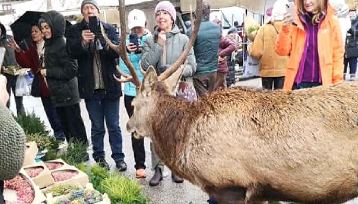 Un cervo passeggia per il mercato di Cortina d'Ampezzo in cerca di cibo: mangia e risale in quota