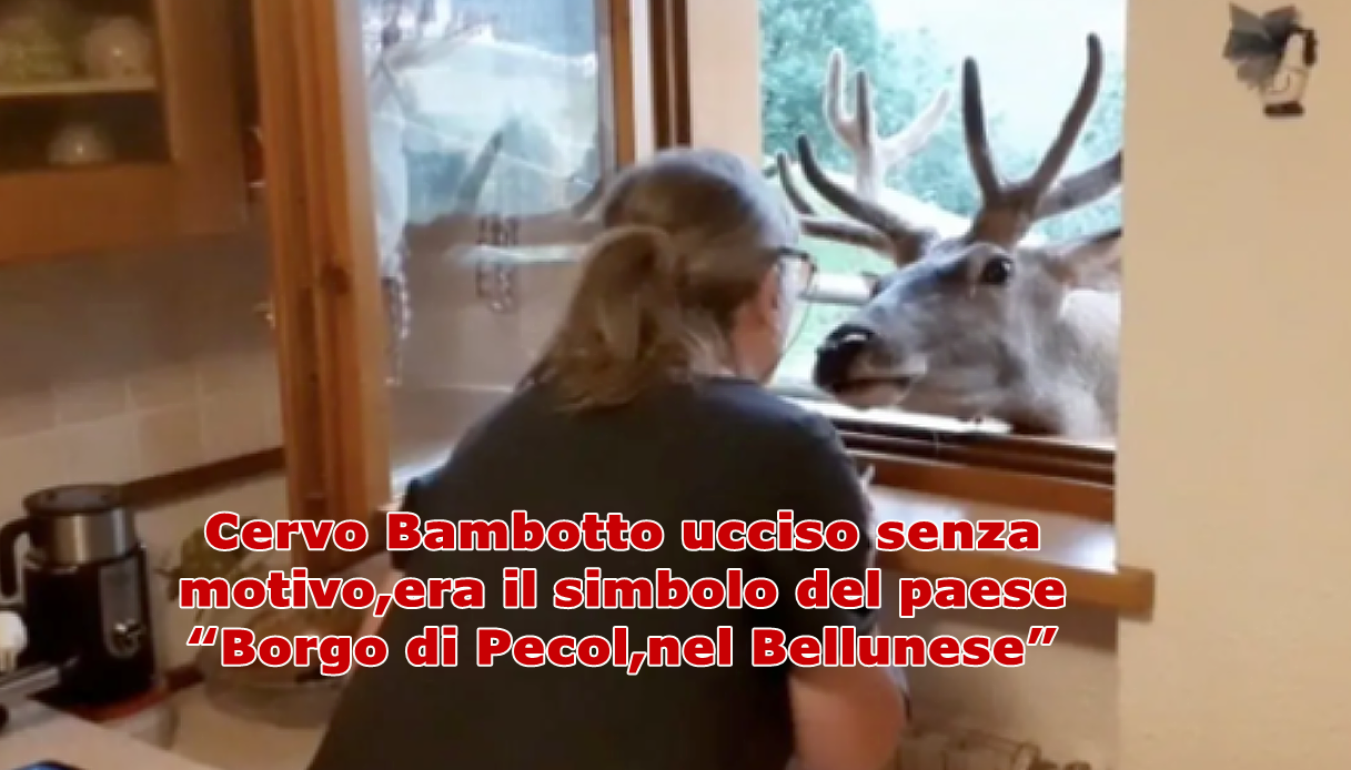Cervo Bambotto ucciso senza motivo,era il simbolo del paese “Borgo di Pecol,nel Bellunese”