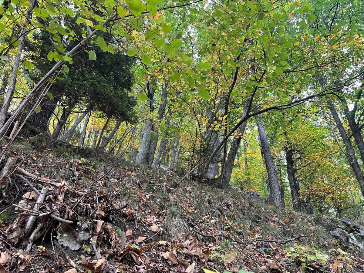 Il Bosco come benessere collettivo e luogo di bellezza