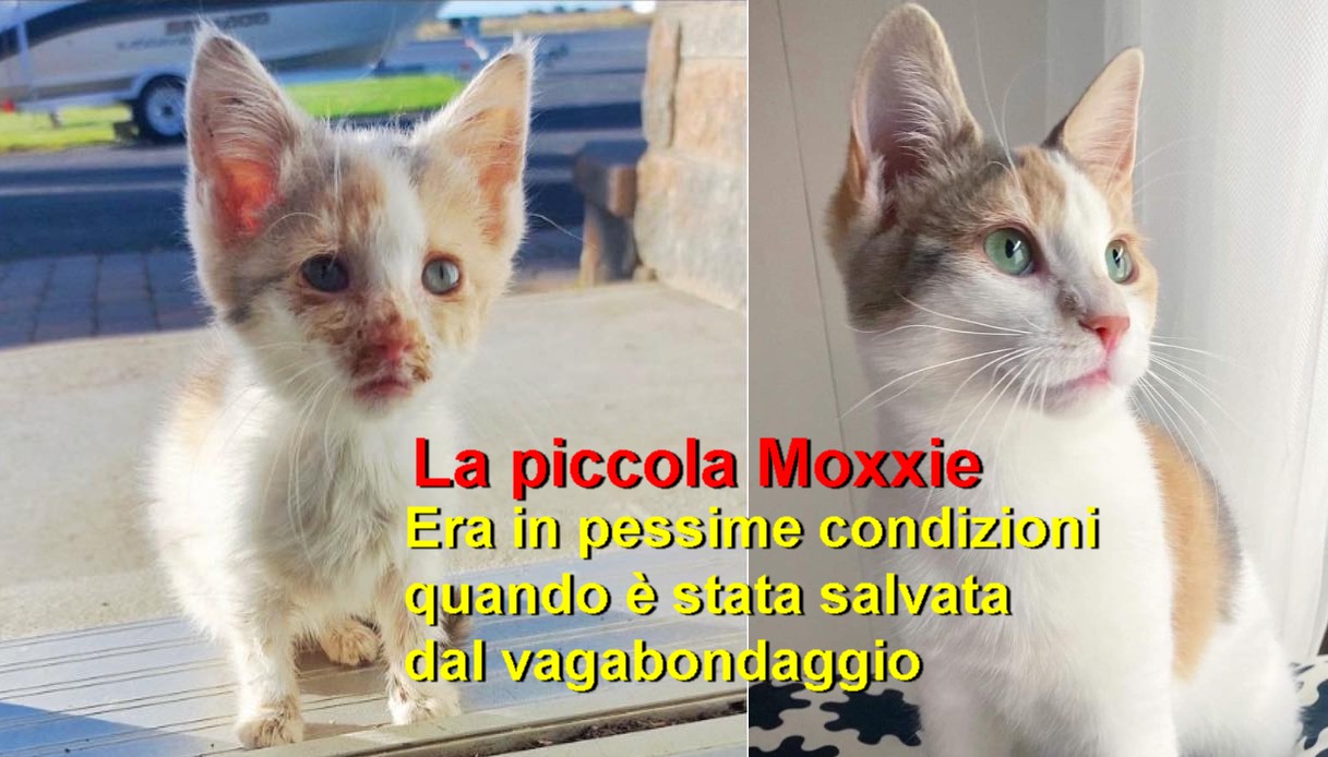 La piccola Moxxie era in pessime condizioni quando è stata salvata dal vagabondaggio