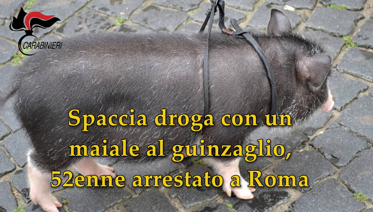 Spaccia droga con un maiale al guinzaglio, 52enne arrestato a Roma