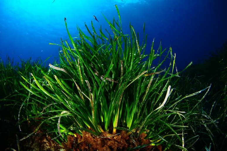 Posidonia oceanica, la temuta e odiata pianta che troviamo spiaggiata a mondello: cos'ï¿½ e perchï¿½ la sua presenza ï¿½ benefica