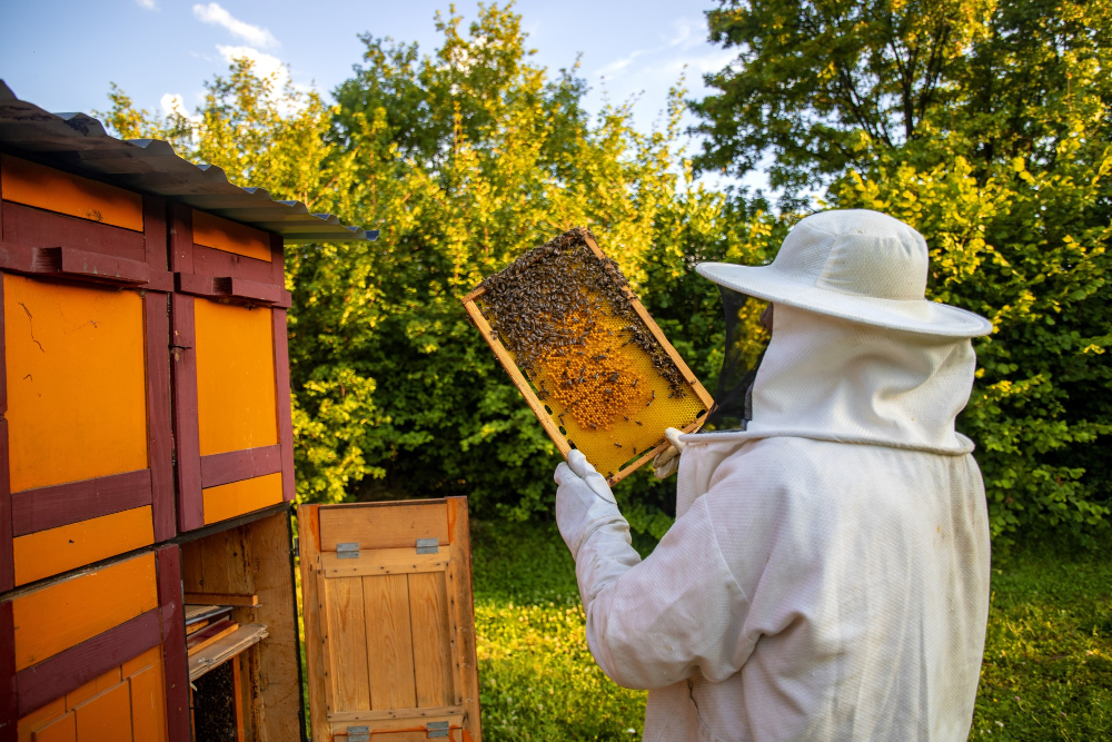 ''dall'alveare alla cucina'', i segreti del miele e dei pollini raccontati dall'apicoltore giovanni caronia e dalla chef bonetta dell'oglio
