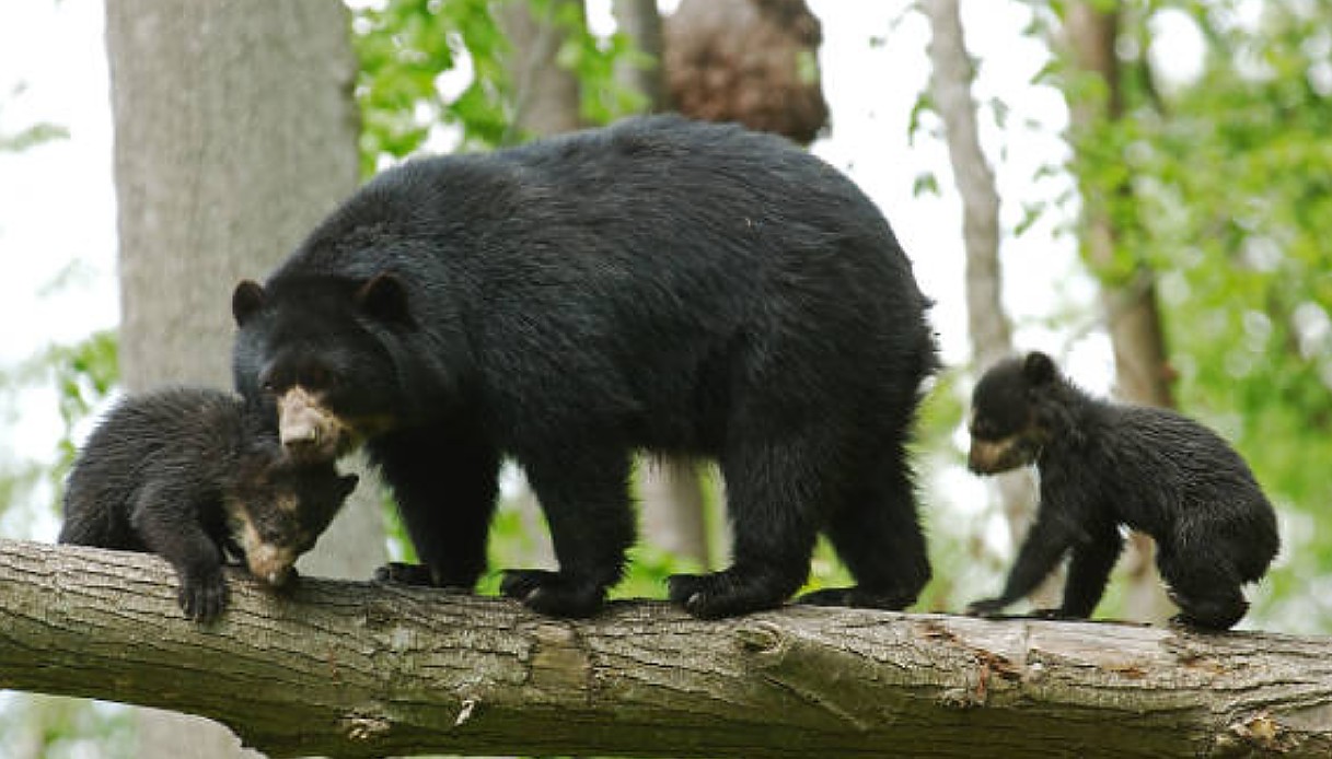 In Bolivia sono stati Identificati 60 orsi dagli occhiali, a loro è ispirato l'orsetto Paddington