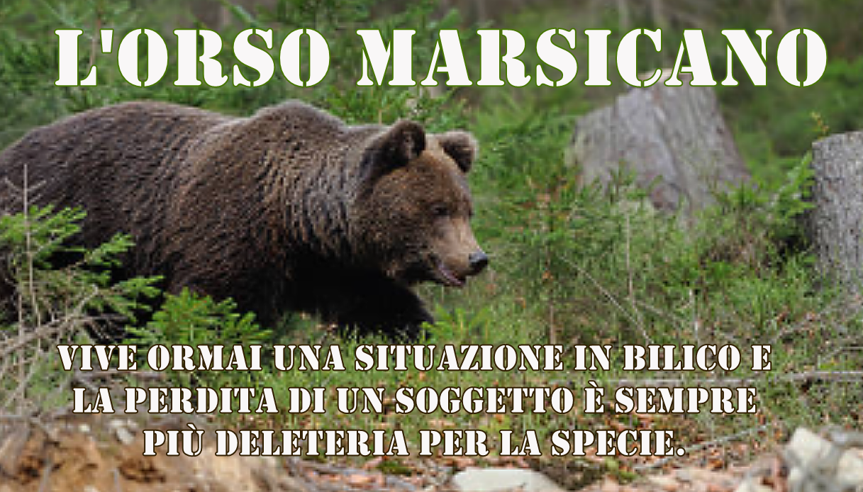 L'orso marsicano vive ormai una situazione in bilico e la perdita di un soggetto è sempre più deleteria per la specie