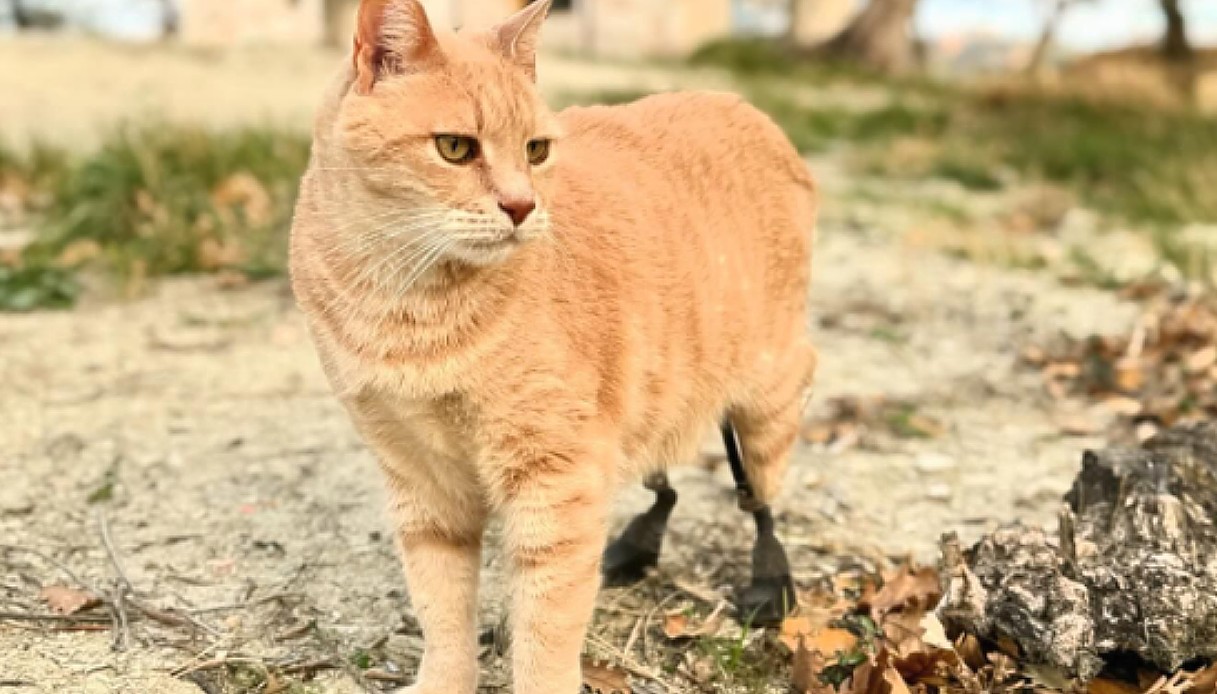 Vituzzo,il gatto bionico è una superstar in tutta italiana!